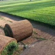 优质草坪
